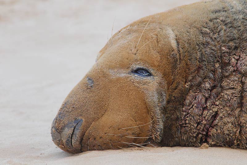 Grey-Seal-72123538