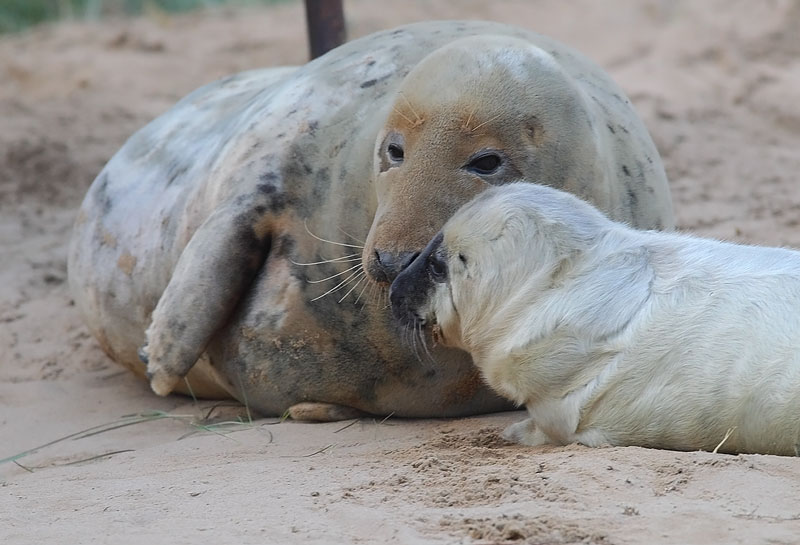 Grey-Seal-72253540