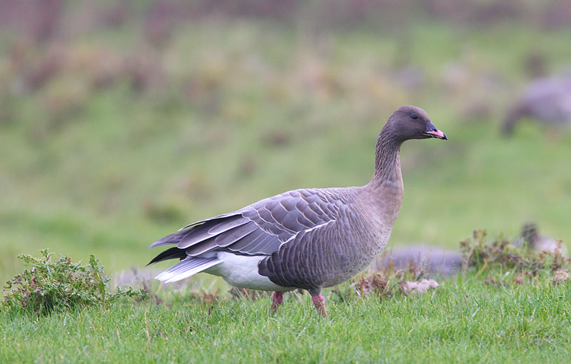PINK-FOOTED-GOOSE-73973553