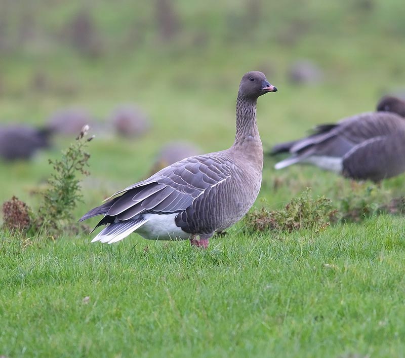 PINK-FOOTED-GOOSE-74013554