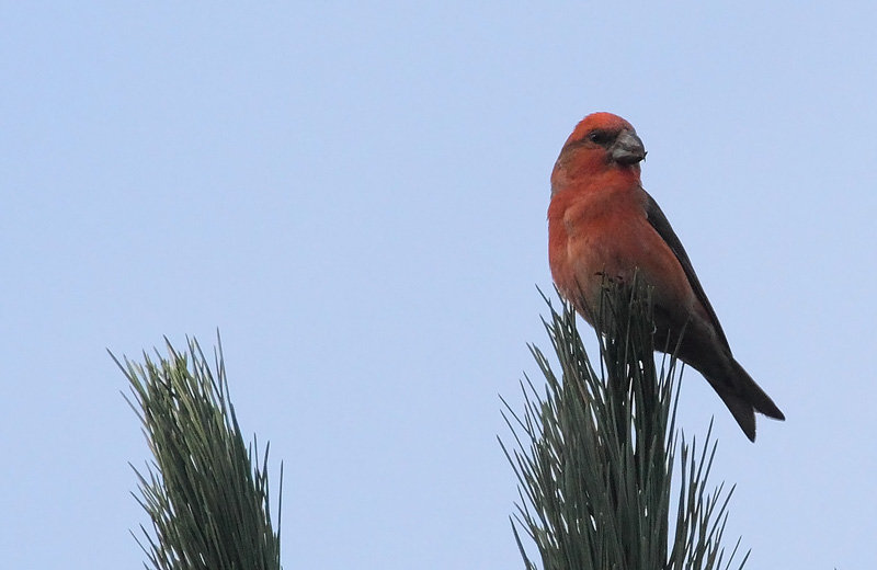 Parrot-Crossbill-73343546