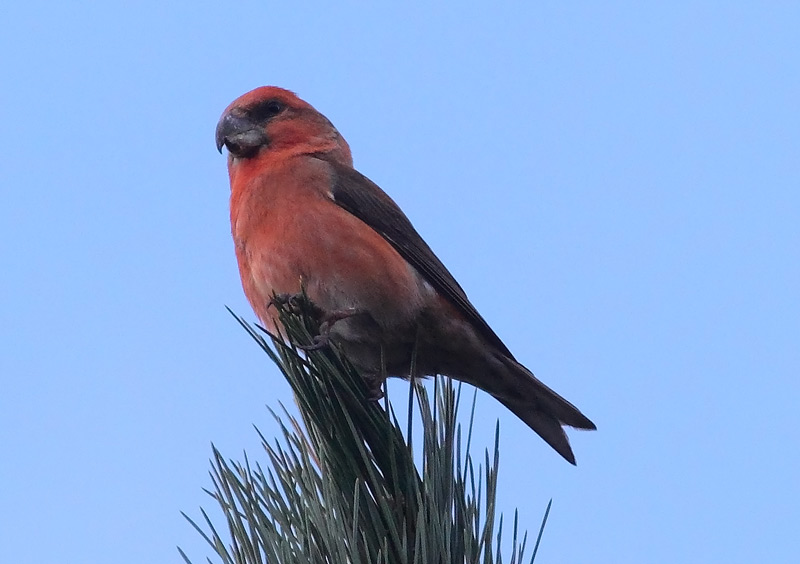 Parrot-Crossbill-73453547