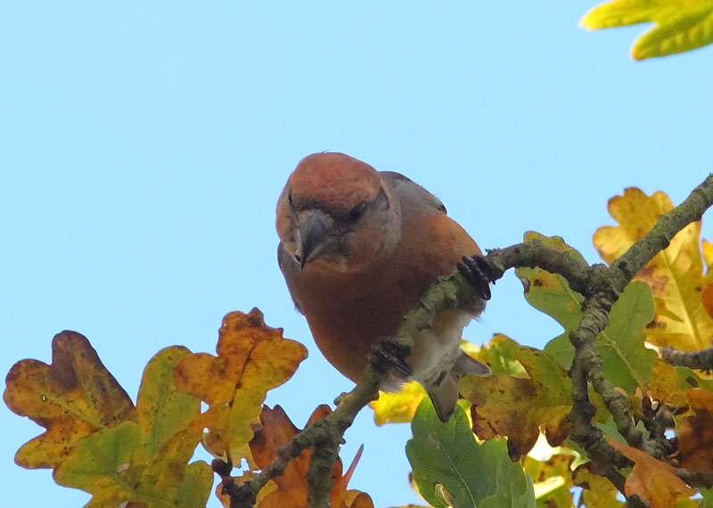 Parrot-Crossbill-73693549