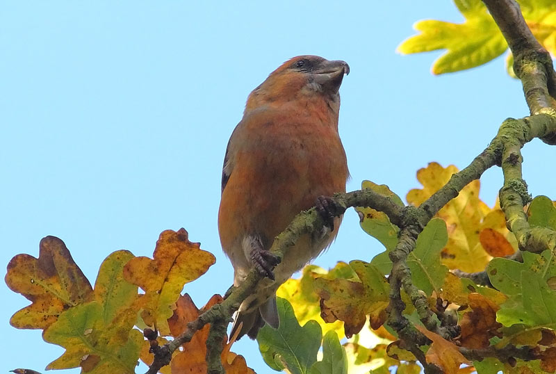 Parrot-Crossbill-73723551