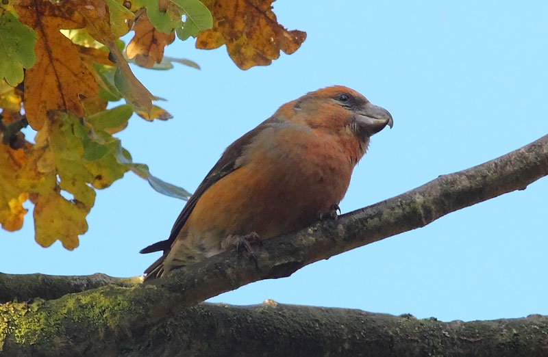 Parrot-Crossbill-73723552