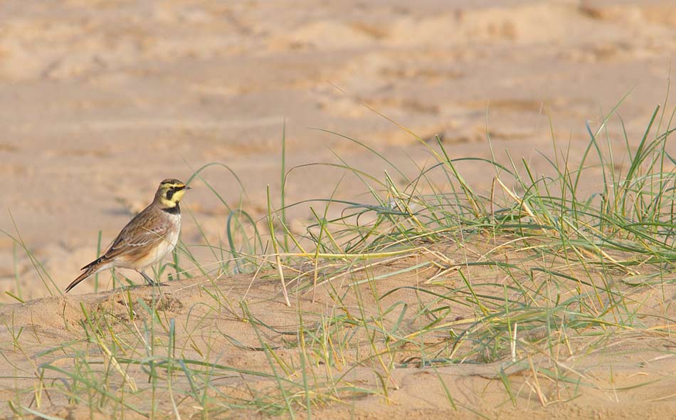 Shore-Lark-70643521