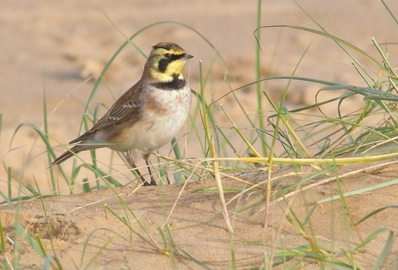 Shore-Lark-70763523