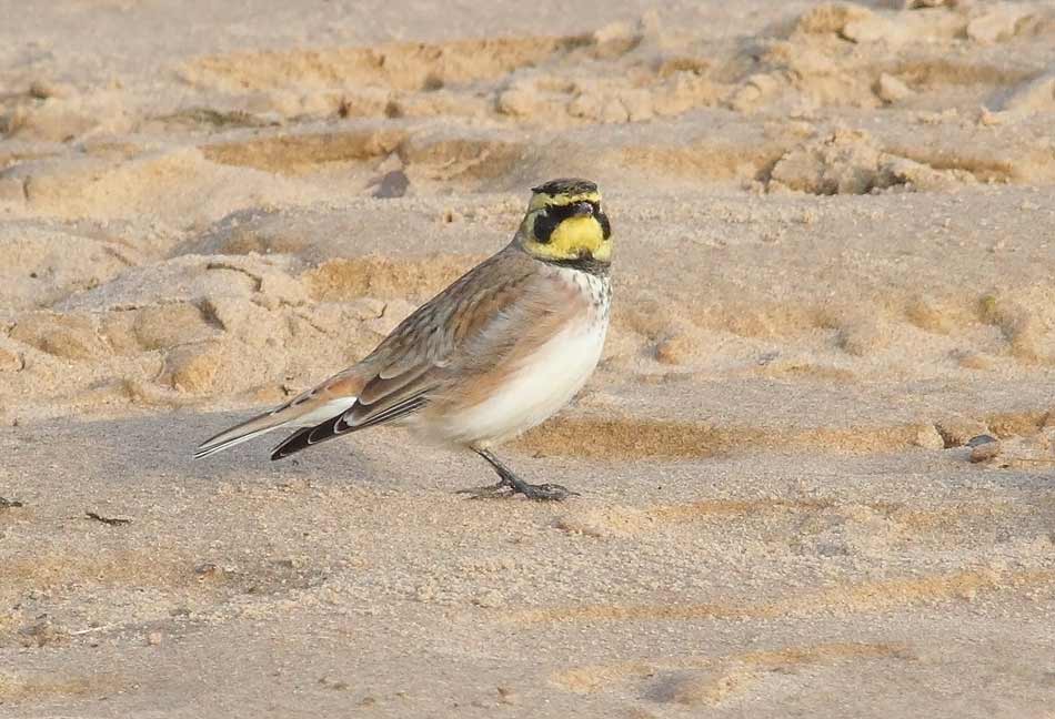 Shore-Lark-70793522
