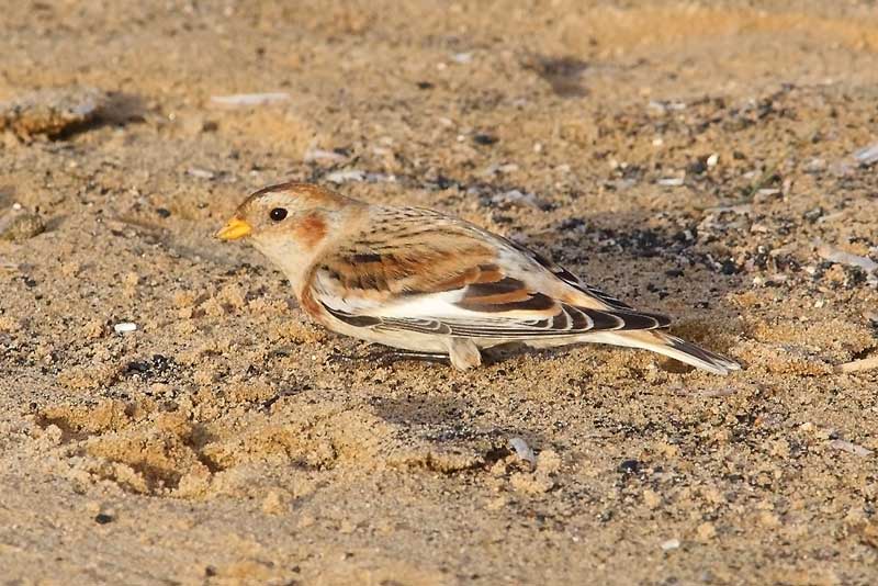 Snow-Bunting-71343526