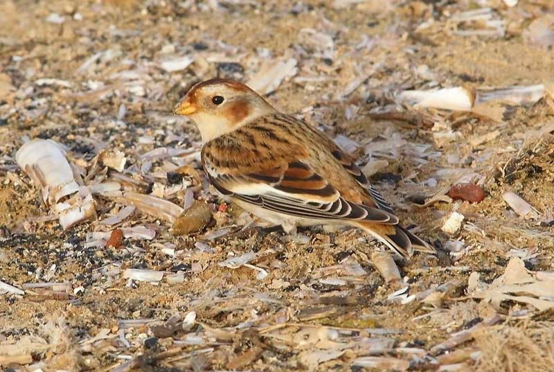 Snow-Bunting-71533527