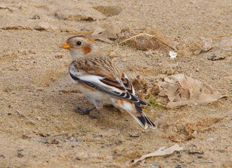 Snow-Bunting-71593528