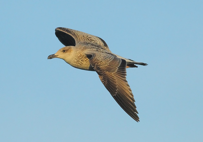 1st-Year-Herring-Gull3576