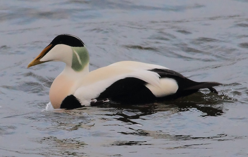 Eider-77793591