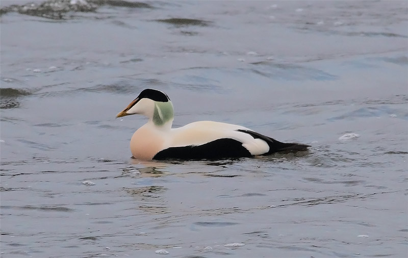 Eider-77993592