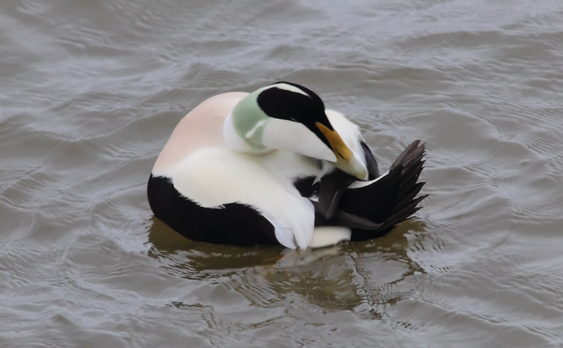 Eider-85033665