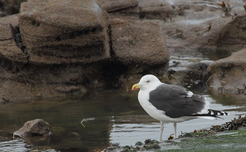 GBBG-Gull-80503625