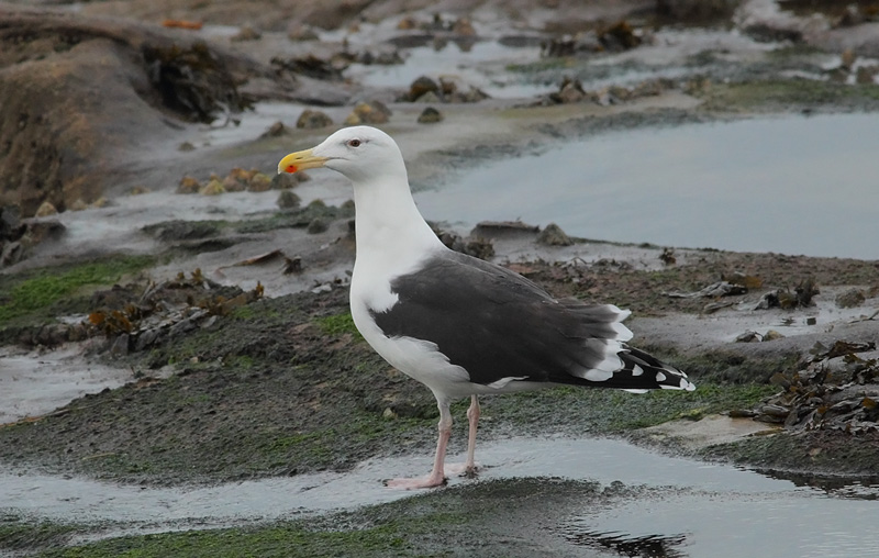 GBBG-Gull-80583626
