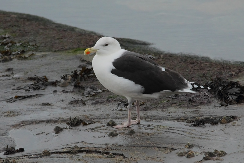 GBBG-Gull-80753628