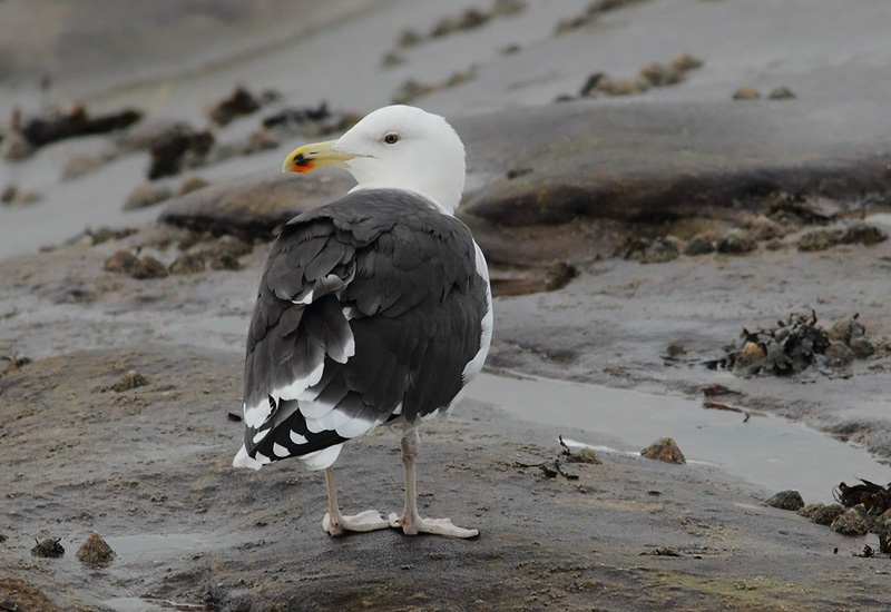 GBBG-Gull-80893630