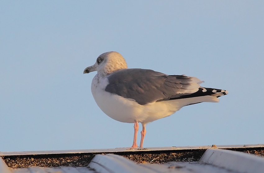 Herring-Gull-77433589