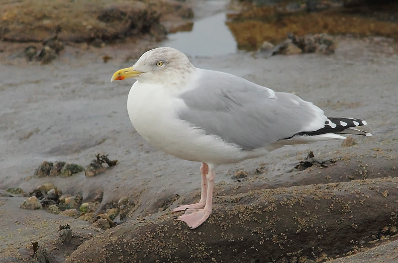 Herring-Gull-81803643