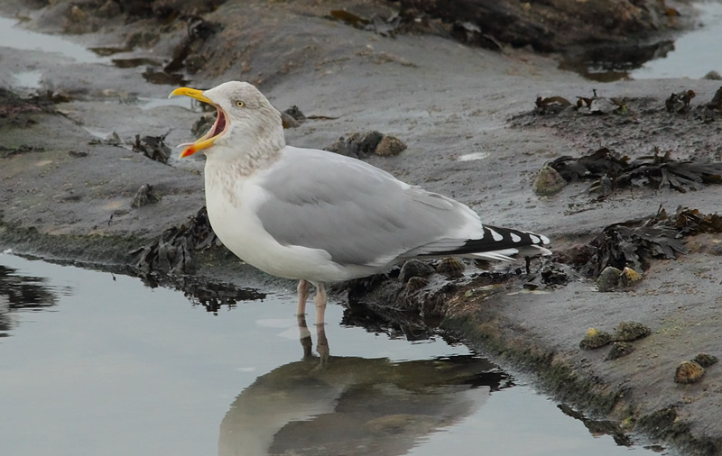 Herring-Gull-82033645