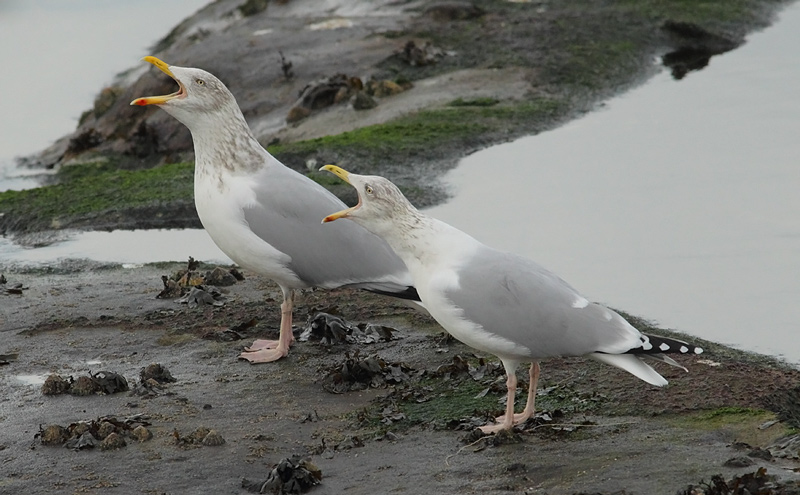 Herring-Gull-82173647