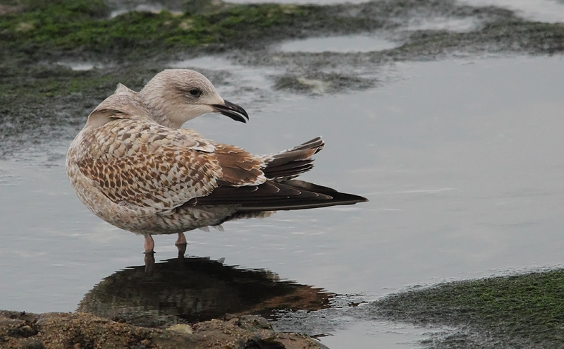 Herring-Gull-82783651