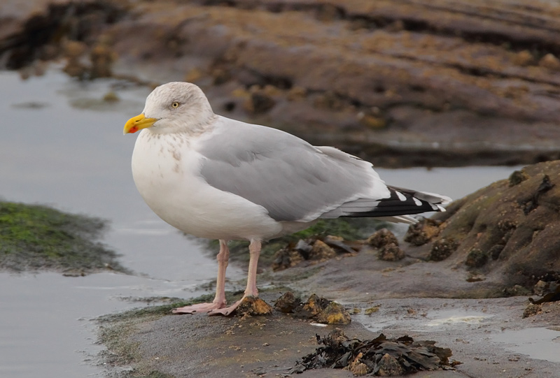 Herring-Gull-83463655