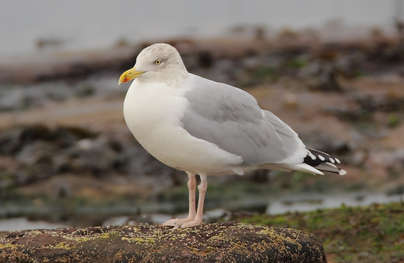Herring-Gull-83583656