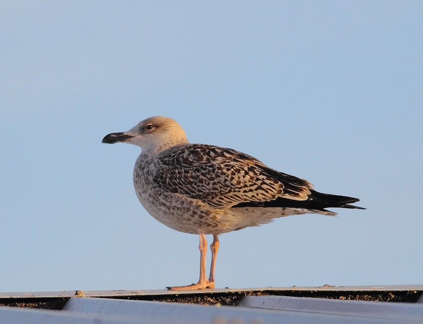 Juv-GBBG-77443582