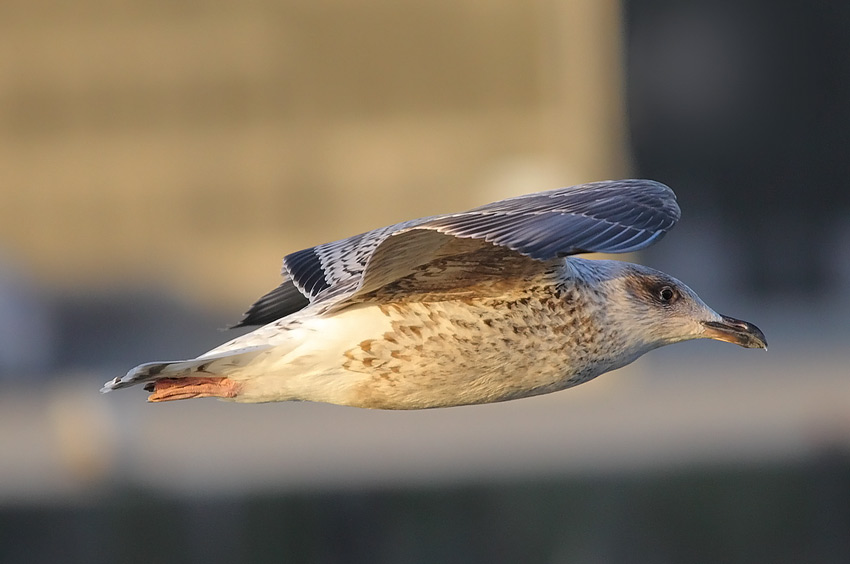 Juv-GBBG3578
