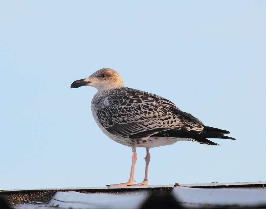 Juv-Gbbg-77523588