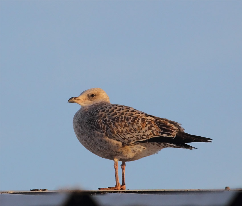 Juv-Herring-Gull-77603587
