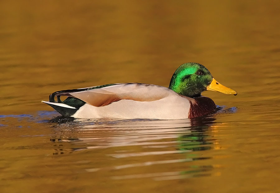 Mallard-79823599