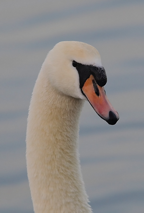 Mute-Swan3677