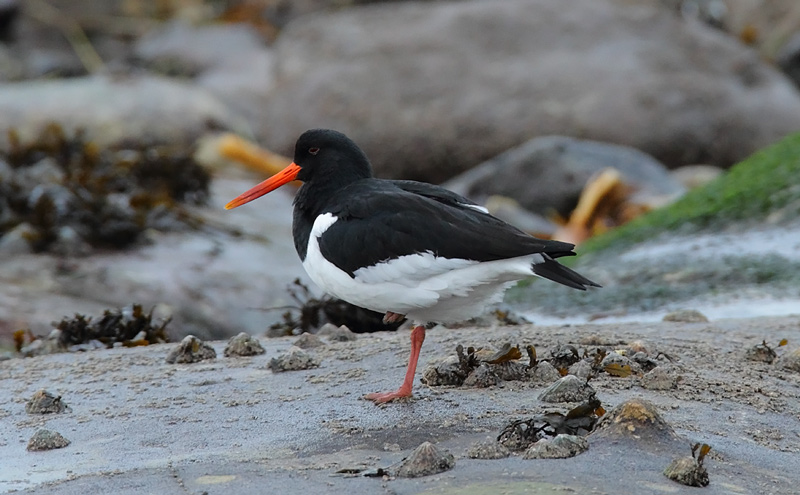 Oystercatcher-81063633