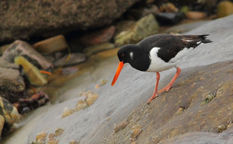 Oystercatcher-82383648