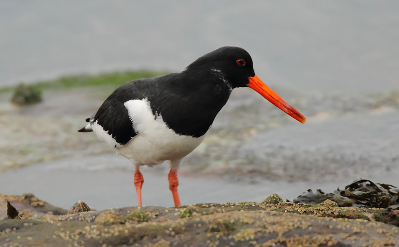 Oystercatcher-83783657