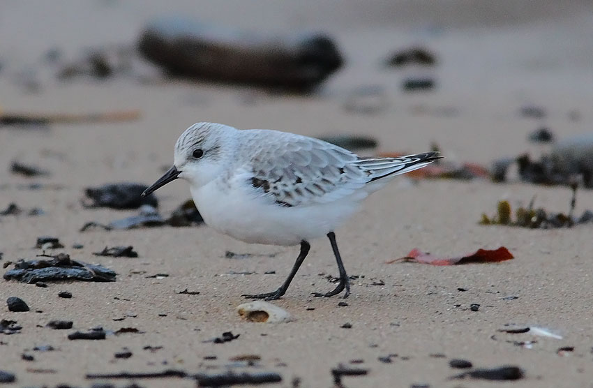 Sanderling-78193593