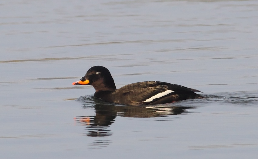 Velvet-Scoter-86073676