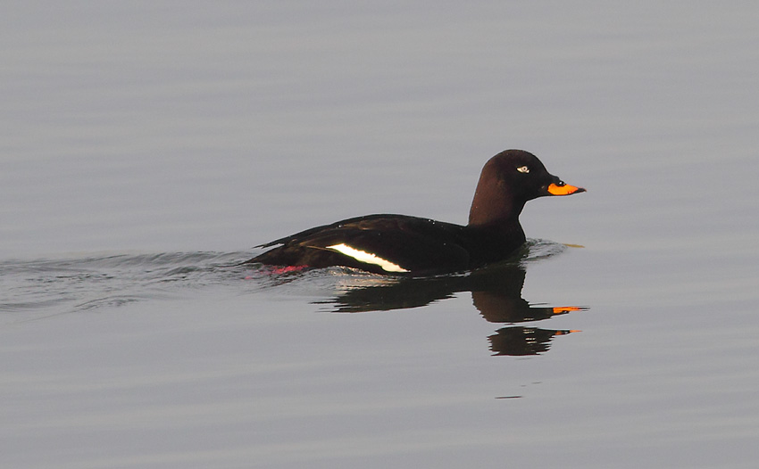 Velvet-Scoter-86513669