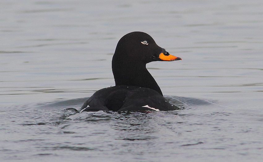 Velvet-Scoter-87243672A