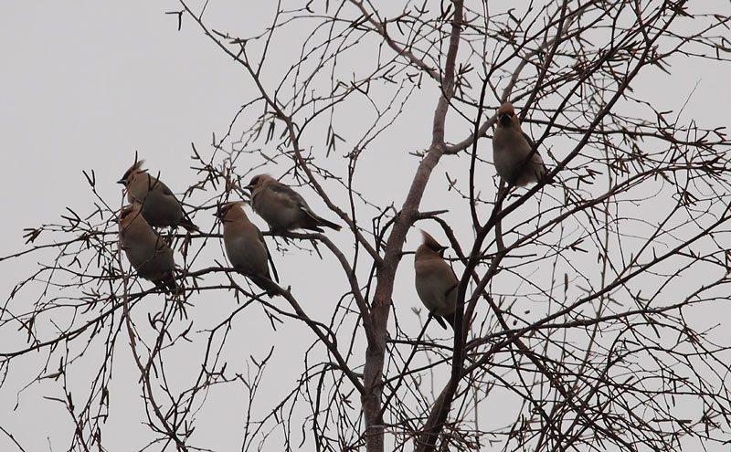 Waxwing-84893663