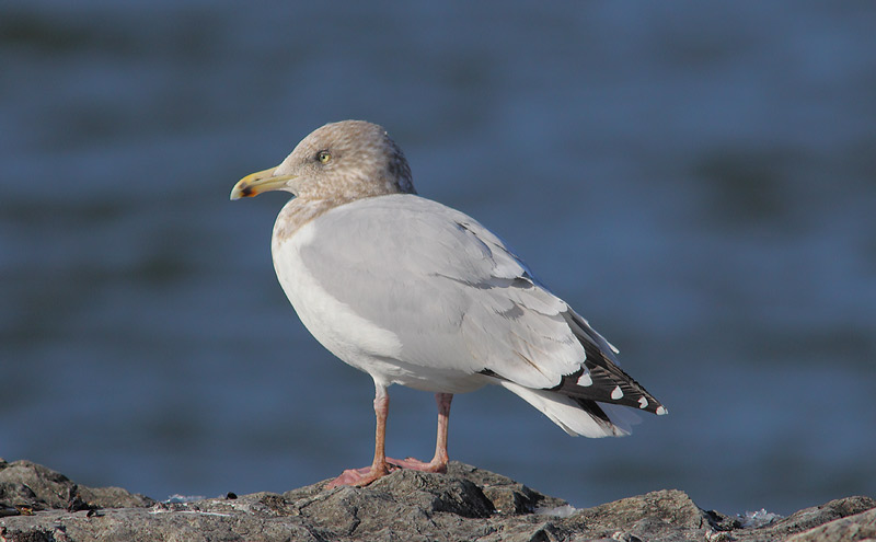 American-Herring-Gull-32533845