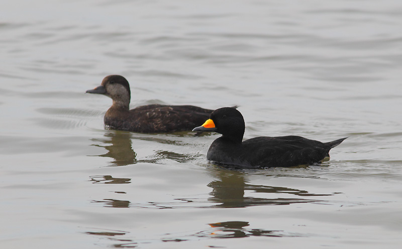 Black-Scoter-06403807