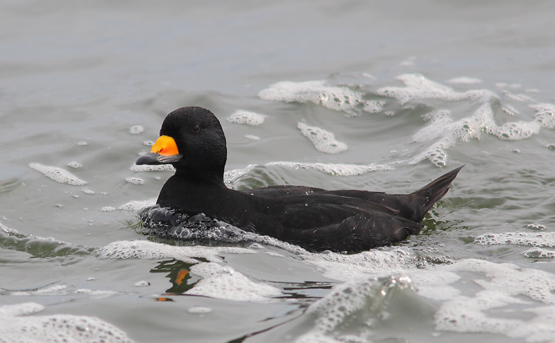Black-Scoter-10633818