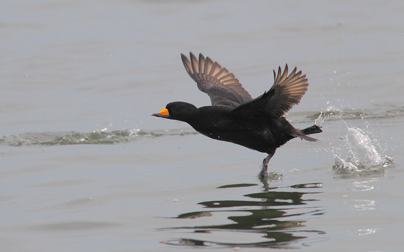 Black-Scoter-11823821