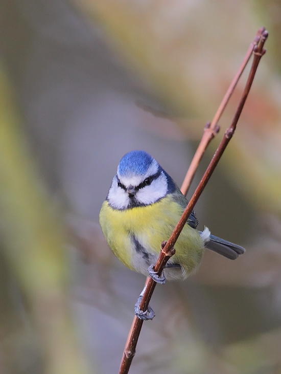 Blue-Tit-99933772