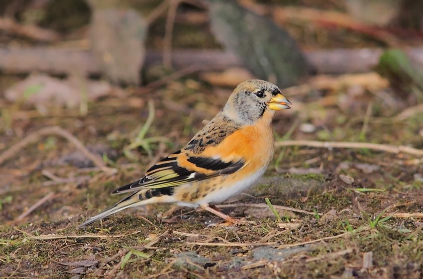 Brambling-00013780